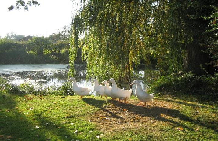 Ducks in the sun